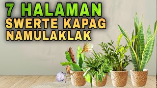 7 PLANTS THAT GIVE LUCKY EFFECT IN MONEY WHEN FLOWERS BLOOM  Mga halaman swerte kapag namulaklak [upl. by Orofselet]