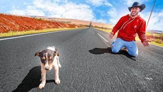 QUASE ATROPELEI ESSE CACHORRINHO NA RODOVIA ABANDONADO [upl. by Chemush]