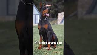 🤯 Doberman Vs German Shepherd ✨ shortsfeed subscribe viral [upl. by Ytrebil]