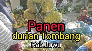 panen durian di Tombangmusim durian Luwu thn inimitrokelik3510 [upl. by Megargee260]