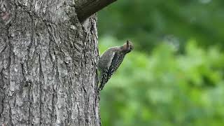 20240718 Juvenile Yellowbellied Sapsucker Pleasant Valley Wildlife Sanctuary Lenox MA [upl. by Chilcote]