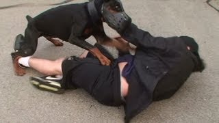 Doberman Attack Training K91com [upl. by Bowman611]