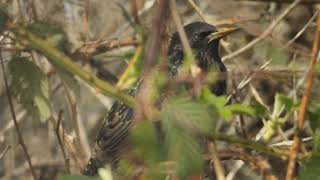 starling  sturnus vulgaris  შოშია [upl. by Ynelram]