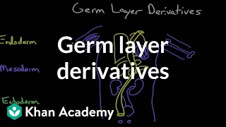 Germ layer derivatives  Behavior  MCAT  Khan Academy [upl. by Ammadis]