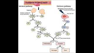 with diagram aids discuss extrinsic and intrinsic blood clotting pathways [upl. by Anirahc]