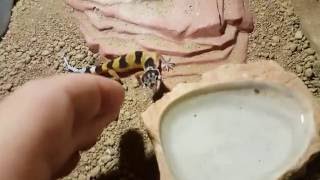 Leopard Gecko Baby bites [upl. by Murielle880]