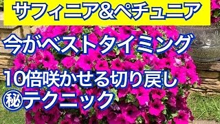 【サフィニアampペチュニアを10倍咲かせる摘心、切り戻しの方法】実演します【ガーデニング、園芸】今がベストタイミング満開に咲かせる㊙︎テクニック [upl. by Shiau]