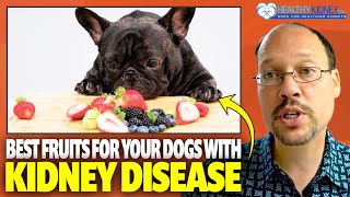 Dog Food For Kidney Disease Fruits For Dog With Kidney Disease amp Snacks To Avoid With [upl. by Atikin458]