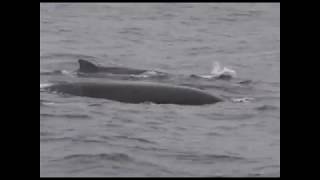 Bairds Beaked Whale Monterey California North Pacific September 2007 [upl. by Akinihs]