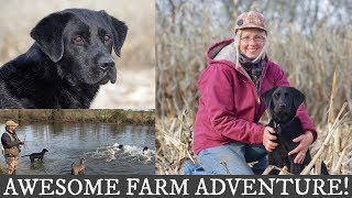 Labrador Retriever and English Springer Spaniel Training  Awesome Farm Adventure [upl. by Esinej]