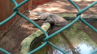 Lets explore GUINDY NATIONAL PARK chennai guindy snakes crocodiles friends tamil animals [upl. by Poliard]