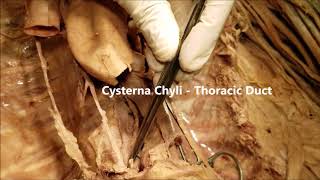 AZYGOS V THORACIC DUCT VAGUS Posterior Mediastinum and Clinical Aspects – Sanjoy Sanyal [upl. by Mashe]