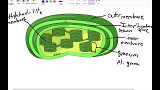 Chloroplast anatomy [upl. by Atnima867]