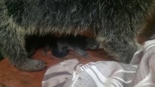 New born baby Binturong Jawa captive breed Birth date  December 29th 2016 [upl. by Aicelet89]