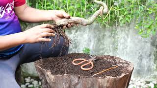 Repotting kapok tree ceiba pentandra from large training pot [upl. by Baer427]