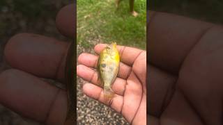 പള്ളത്തിയുടെ അവസ്ഥ കണ്ടോ 💔😭 Monster fish hand feeding  monsterfish viral trending shorts [upl. by Naget155]