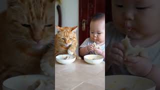 The daily life of little yellow cats and human babies [upl. by Petrine]