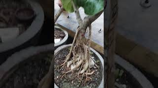 Banyan Tree bonsai ❤️👍😊 [upl. by Inalawi]