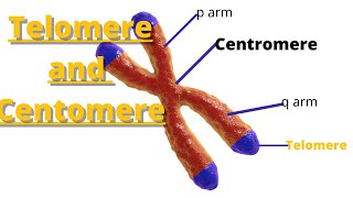 telomere and centromere  Definition and Characteristics [upl. by Fuld]