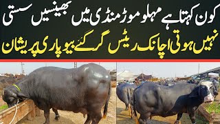 Malumor Mandi Jhang Today  Buffalo Fresh Rates Update  Buffalo Mandi [upl. by Jacques]