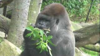 Silverback gorilla and cute baby gorilla share some lunch [upl. by Avle]