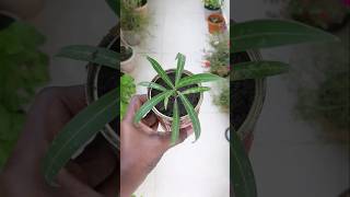 How to Grow Oleander Plant From Cuttings 🌿 garden viralvideo oleander shorts plants [upl. by Atteuqram573]