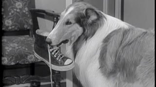 Lassie  Episode 80  quotA Place for Everythingquot  Season 3 Ep 15  12161956 [upl. by Ailic]