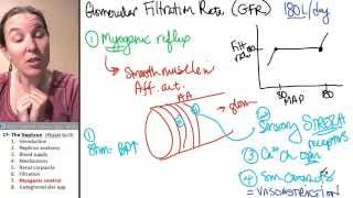 Nephron 7 Myogenic control GFR [upl. by Adnovahs839]