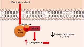 Budesonide  Mechanism of Action [upl. by Ursa]