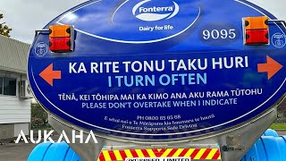 Dairy giant Fonterra today unveils its first bilingual milk tanker  with more to come [upl. by Giza511]