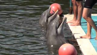 DelfinarioDolphin Show  Varadero Cuba [upl. by Acceb659]