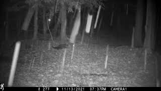 Fisher Cat and Bobcat [upl. by Pate236]