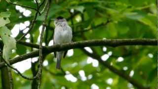 Eurasian Blackcap singing  Mönchsgrasmücke singt [upl. by Micky]