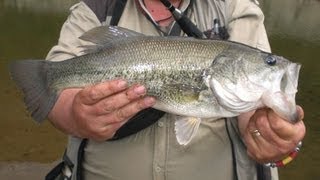 CONSEJOS PARA PESCAR BLACK BASS DESDE ORILLA [upl. by Ramirolg96]