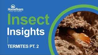 Insect Insights Termites  Part 2 [upl. by Bannon]