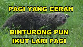 Pagi yang Cerah  Binturong pun ikut Lari Pagi [upl. by Arundel70]