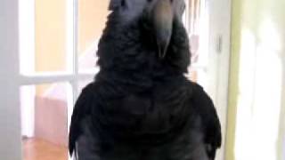 Rudy the African Grey Parrot [upl. by Traver]