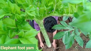 Elephant foot yam  Chena  Amorphophallus paeoniifolius [upl. by Erret948]