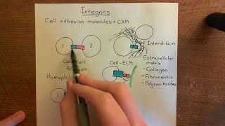 Integrins Part 1 [upl. by Eisset596]