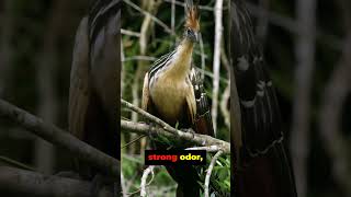 5 Curious Facts About the Hoatzin [upl. by Rosamund420]