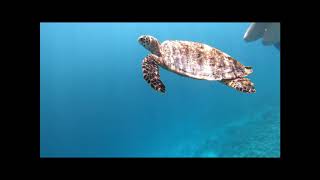 Snorkeling à Kudafushi Maldives [upl. by Elocn]