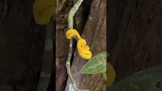 Bocaracá Bothriechis schlegelii en Costa Rica podemos encontrarlas en diferentes tonalidades 🐍 [upl. by Ahseenal533]