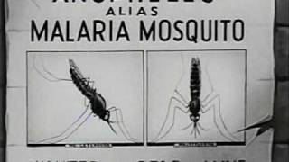 How Malaria is Transmitted 1943 [upl. by Helban]