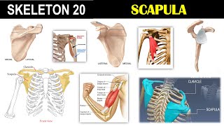 Skeleton 20  Scapula  Pectoral girdle  Acromion process  Spine  Coracoid process [upl. by Rother380]