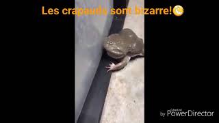 Le Crapaud et le Maître décole  Ichabod Crane [upl. by Godard]