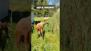 Using Sheep to Battle Invasive Phragmites organicweedcontrol michiganhomestead [upl. by Pilif]