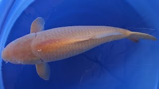 Karashigoi  Marusei Koi Farm  Sansai geb 2021 68cm w RS KOI CONSULTING PREMIUM SELECTION [upl. by Magdala]