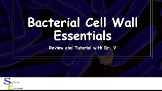 Bacterial Cell Wall Essentials  Dr V [upl. by Odin]