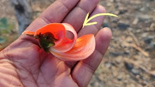 ढाक पलाश के फूलों के चमत्कारी फायदे 😱🌿🔥 Benefits of Palash Flowers Butea Monosperma [upl. by Files]