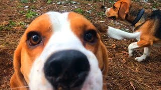 Beagle Dog Park Party  Just Beagles having ALOT of fun [upl. by Gillian]